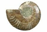 Cut & Polished Ammonite Fossil (Half) - Madagascar #354130-1